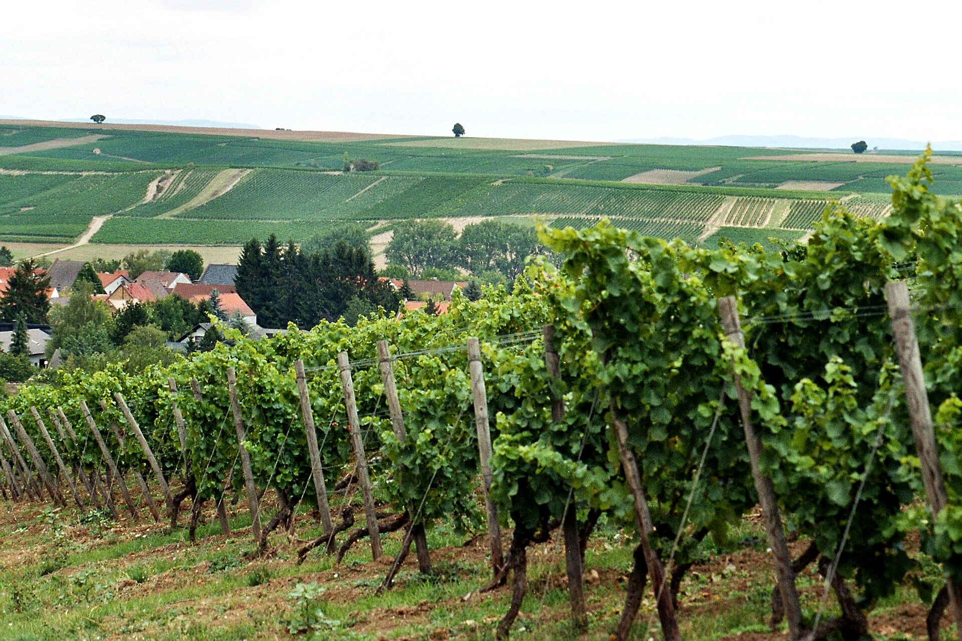 Weingüter